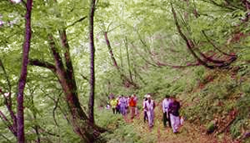 日本山毛櫸的原生林步道