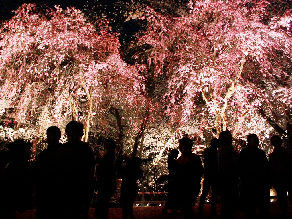 白山樹木公園夜桜