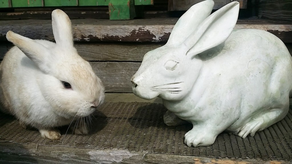 うさぎ ウサギ 兎がいっぱ い 加賀の 月うさぎの里 は最強の癒しスポット スタッフ超おすすめ 一里野高原ホテルろあんスタッフブログ