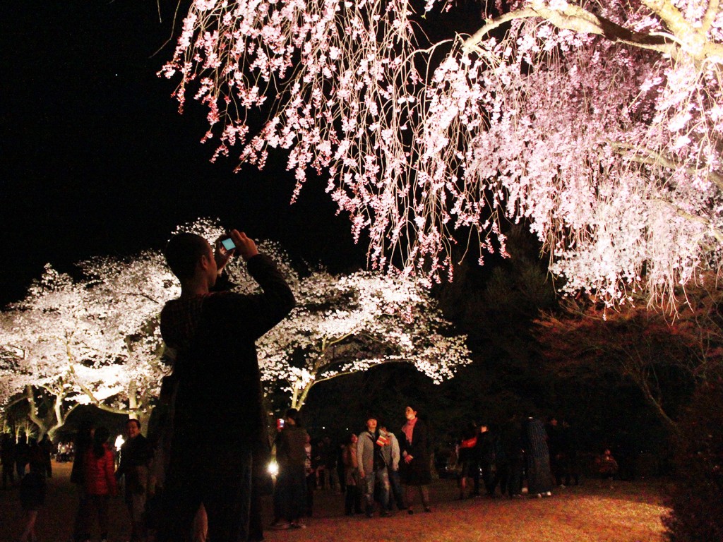 白山樹木公園夜桜