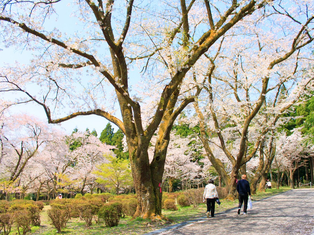 白山樹木公園の桜