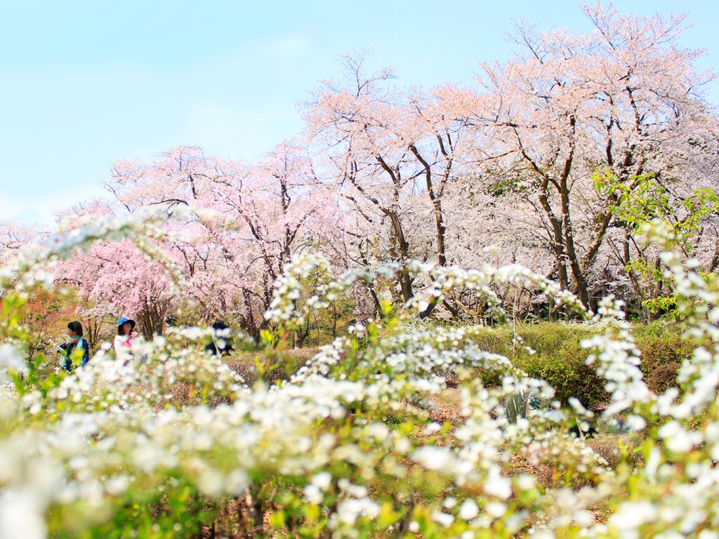 白山樹木公園の桜お花見2018