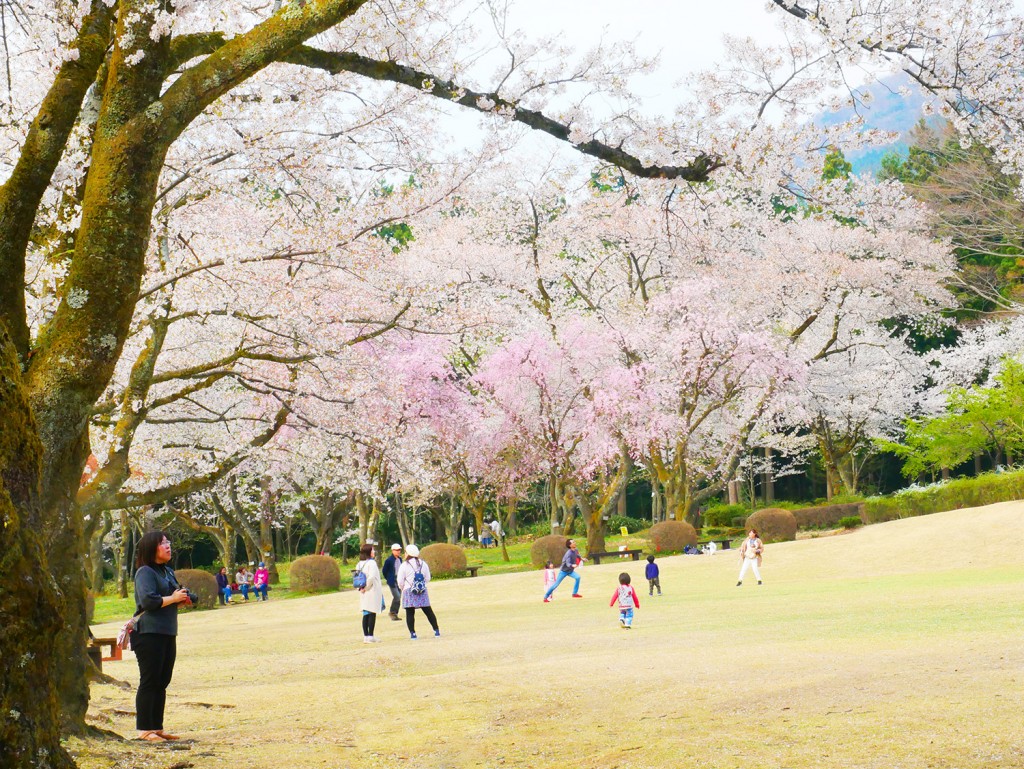 ピクニックにぴったり♪白山樹木公園の桜