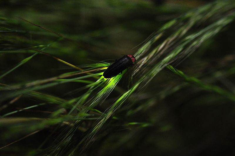 800px-Firefly_ホタル_蛍_Hotaru