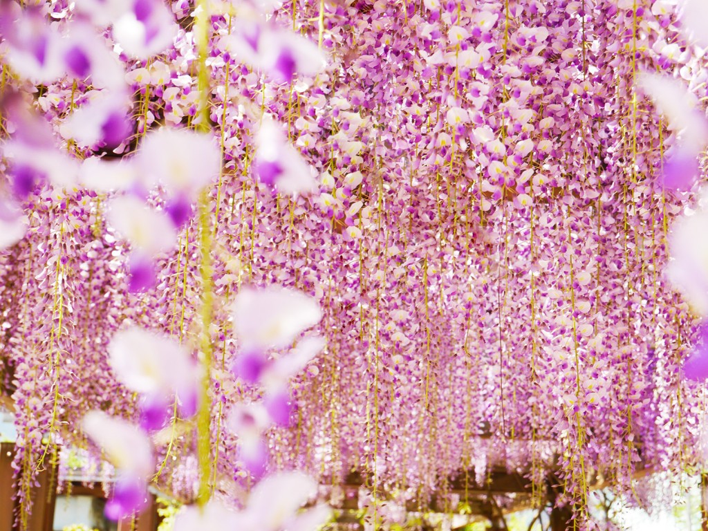 石川県の藤の名所 白山ろくテーマパーク 吉岡園地 でフジの花が満開の見頃を迎えました 石川県金沢市から車で40分 一里野高原ホテルろあんスタッフブログ