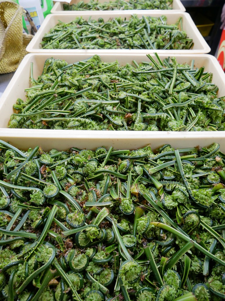 春の山菜採り コゴミ を採りに こごみはクセが無い万能山菜なんです 一里野高原ホテルろあんスタッフブログ